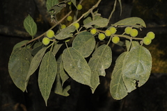 Ficus exasperata